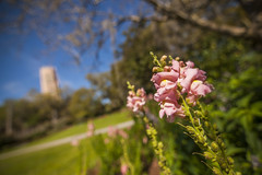 Blooms at Bok Tower Gardens