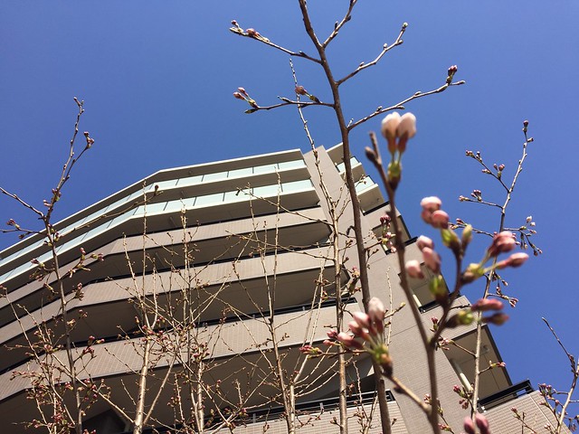 マンションの桜今にも花開きそうな状態でし...