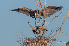 Great Blue Herons mating