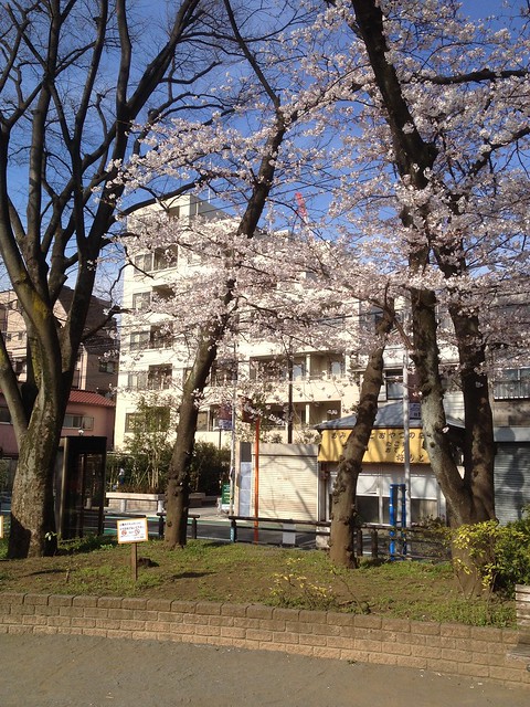 浜川公園の桜が咲いていました。ご参考まで...