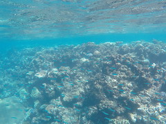Flynn Reef