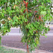 Mistletoe and host tree