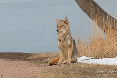 Female coyote sits and takes a break