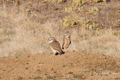 Burrowing Owl pair