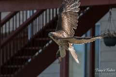 Red Tailed Hawk takes off with its meal