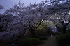 桜道