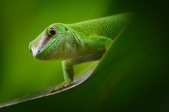 Push-up Gecko