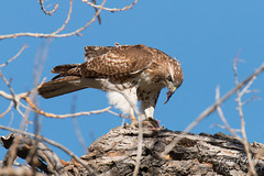 Red Tailed Hawk enjoys its dinner