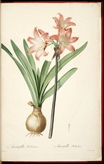 Anglų lietuvių žodynas. Žodis amaryllis belladonna reiškia <li>amaryllis belladonna</li> lietuviškai.
