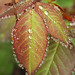 Drops on Leaves • <a style="font-size:0.8em;" href="http://www.flickr.com/photos/124925518@N04/17131723386/" target="_blank">View on Flickr</a>