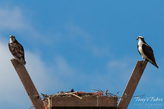 Osprey couple resting by their nest
