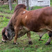 Brahman Bull • <a style="font-size:0.8em;" href="http://www.flickr.com/photos/26088968@N02/17272061645/" target="_blank">View on Flickr</a>
