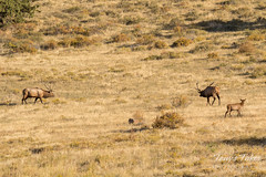Elk bulls approach, prepare to engage