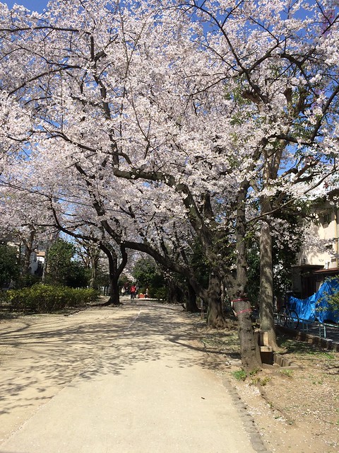 西側の緑道、桜満開です。