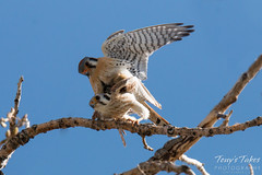 American Kestrel Mating Sequence - 8 of 13