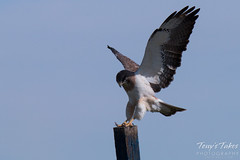 Swainson's Hawk landing sequence - 9 of 13.