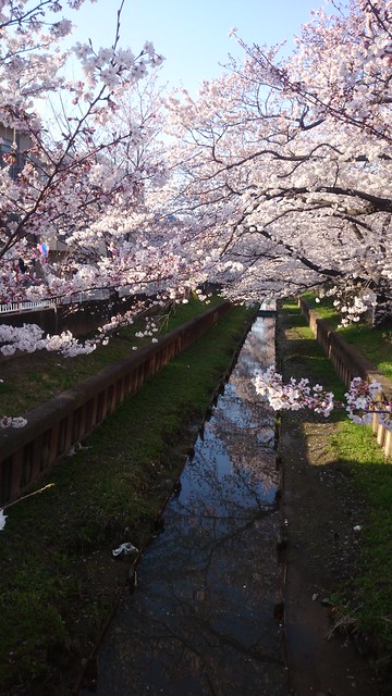 近くの平和公園の桜です。近所の二ケ領用水...