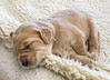 sleeping puppy by Muffet, on Flickr