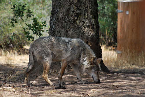 Camera Trap at California Wolf Center