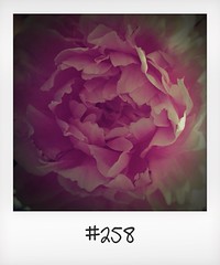 #DailyPolaroid of 12-6-16 #258 • <a style="font-size:0.8em;" href="http://www.flickr.com/photos/47939785@N05/28885485366/" target="_blank">View on Flickr</a>