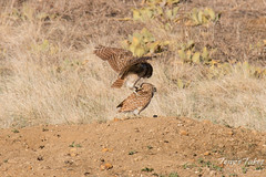 Burrowing Owls mating