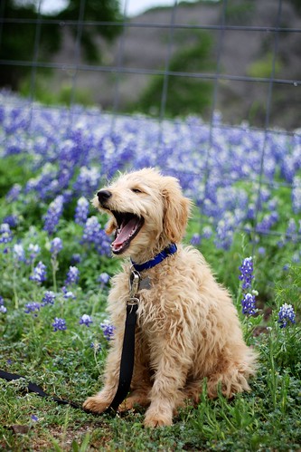 Easter 2015 Bluebonnet Adventure • <a style="font-size:0.8em;" href="http://www.flickr.com/photos/20810644@N05/16864807319/" target="_blank">View on Flickr</a>