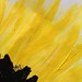 Fingerpaint fingerprint sunflower petals • <a style="font-size:0.8em;" href="http://www.flickr.com/photos/130724847@N06/16948220831/" target="_blank">View on Flickr</a>