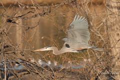 Great Blue Heron flyby