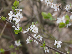 Canal blossom 2