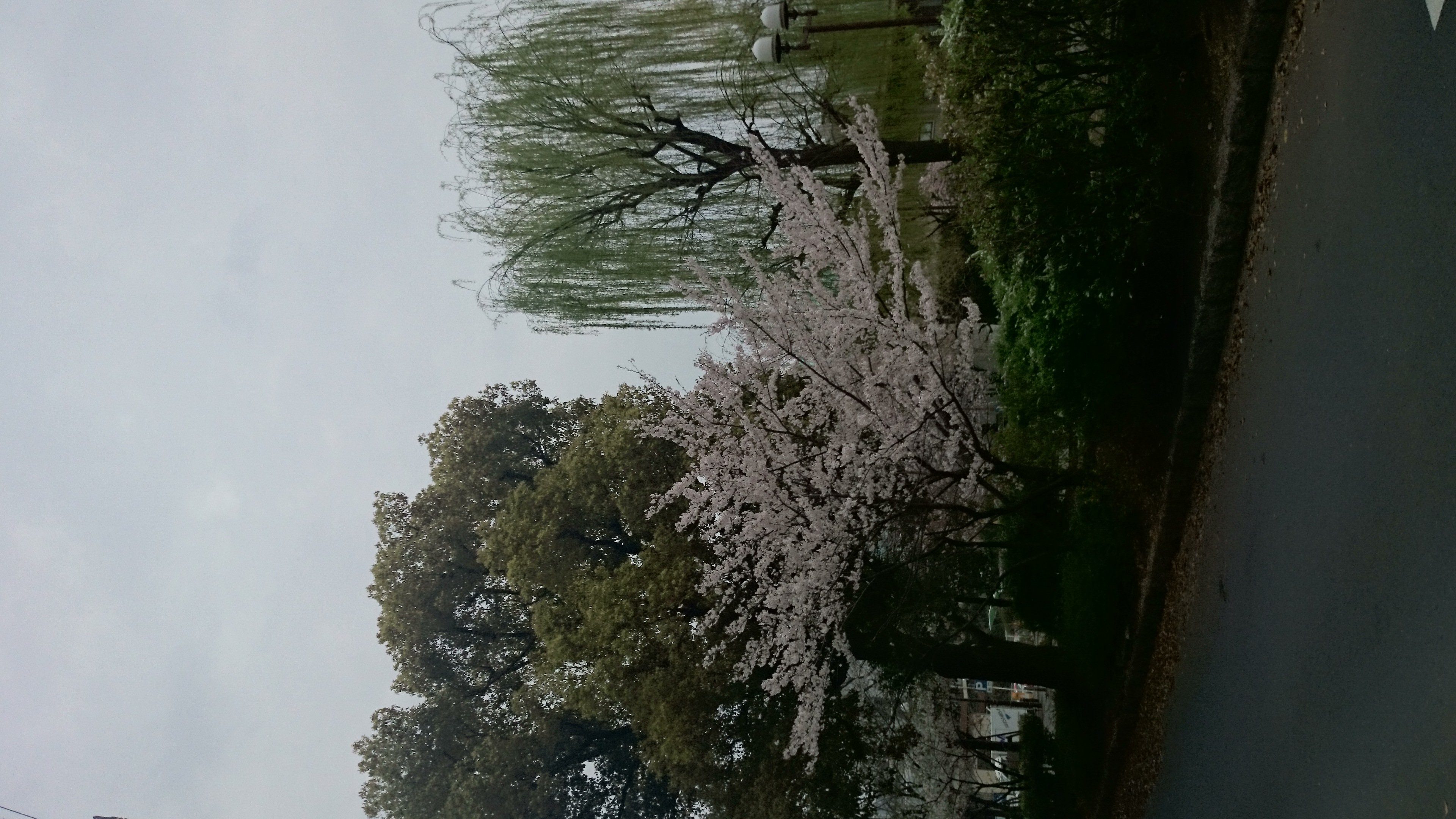 もう一枚、築地川公園の桜です。先週末に現...