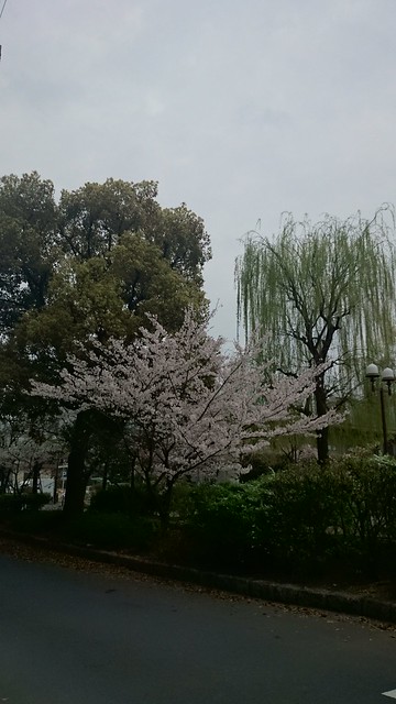もう一枚、築地川公園の桜です。先週末に現...