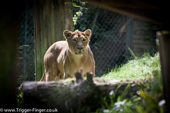 Lion @ Paignton Zoo • <a style="font-size:0.8em;" href="http://www.flickr.com/photos/32236014@N07/28192425494/" target="_blank">View on Flickr</a>