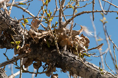 Failed Great Horned Owl Nest
