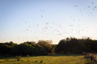 Uruguay Luxury Bird Hunting 11