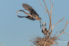 Great Blue Herons mating
