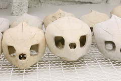 Turtle Skulls