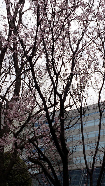 今が見頃の桜です。