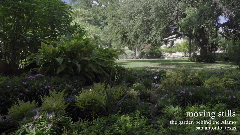 moving stills: the garden behind the Alamo, Texas<br/>© <a href="https://flickr.com/people/143084274@N03" target="_blank" rel="nofollow">143084274@N03</a> (<a href="https://flickr.com/photo.gne?id=28734261622" target="_blank" rel="nofollow">Flickr</a>)