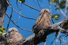 Two sibling Great Horned Owl owlets get some rest