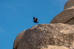 Anglų lietuvių žodynas. Žodis corvus corax reiškia <li>corvus corax</li> lietuviškai.
