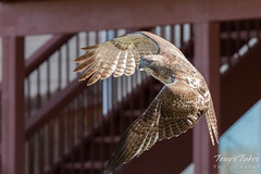 Red Tailed Hawk takes off with its meal