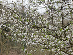 Canal blossom 3