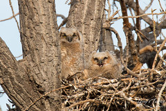 The many faces of Great Horned Owl owlets