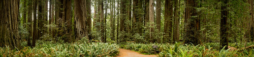 Density: Redwoods Panorama