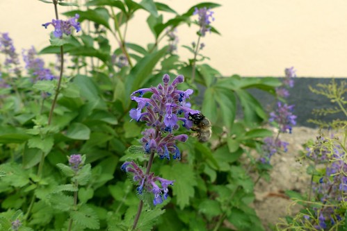 Biene im Park der evangelischen Kirche in Selzen