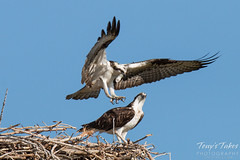 Osprey mating sequences