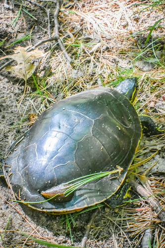 Three legged turtle with leech. • <a style="font-size:0.8em;" href="http://www.flickr.com/photos/96277117@N00/28254375050/" target="_blank">View on Flickr</a>