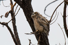 Great Horned Owl owlet checking out the world