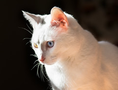 Beautiful Bi-Eyed Cat • <a style="font-size:0.8em;" href="http://www.flickr.com/photos/29084014@N02/18363022726/" target="_blank">View on Flickr</a>