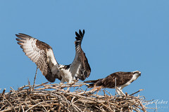 Osprey mating sequences